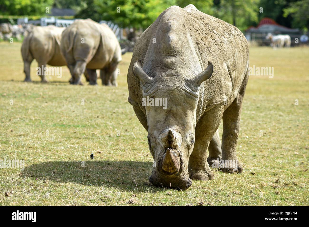 Gruppo dei rinoceronti bianchi in pericolo di pascolo in un campo Foto Stock