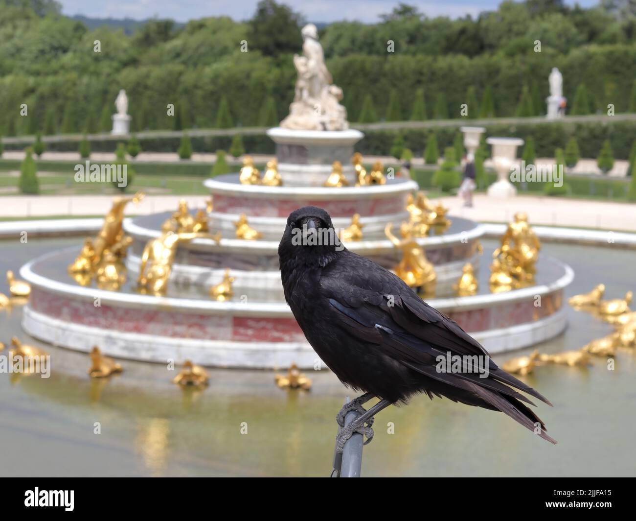 Fauna selvatica nei parchi, corvo nero alla fontana di Latona nel giardino della reggia di Versailles vicino a Parigi Foto Stock