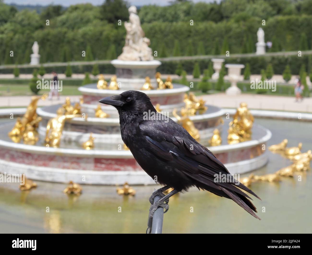 Fauna selvatica nei parchi, corvo nero alla fontana di Latona nel giardino della reggia di Versailles vicino a Parigi Foto Stock