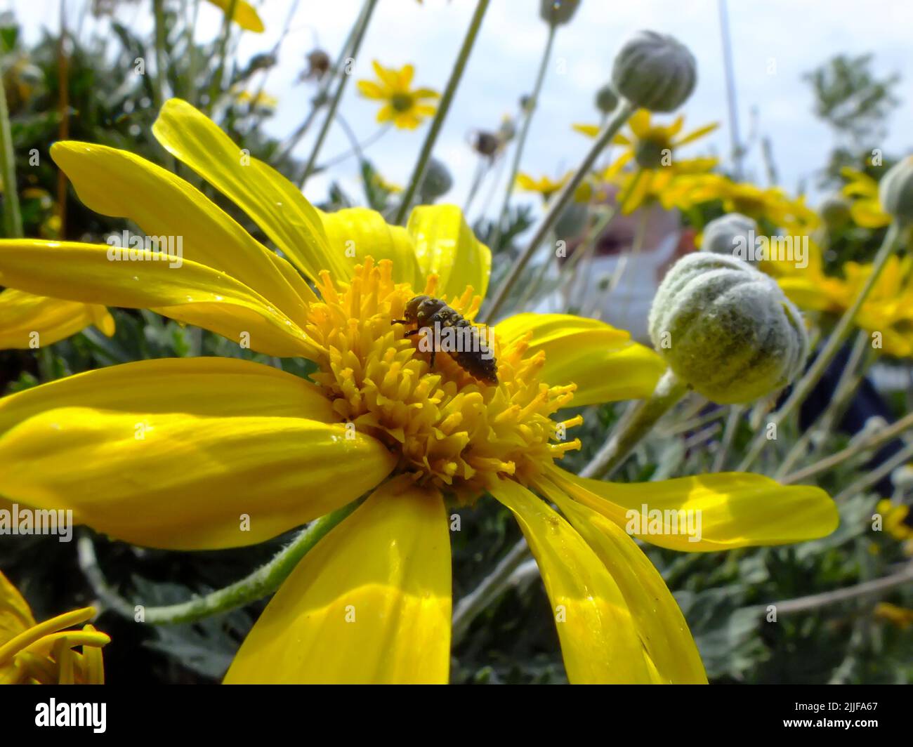 Un insetto su una margherita gialla con sfondo verde sfocato. Sfondo floreale naturale, primo piano di fiori dorati a margherita. Foto Stock