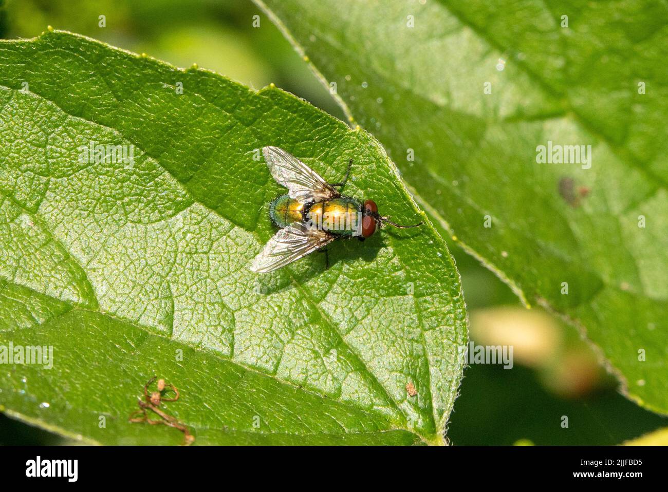 Una mosca su una foglia verde. Occhi rossi, il corpo è verde e giallo al sole. Tema animale, macro, quadrato. Foto Stock