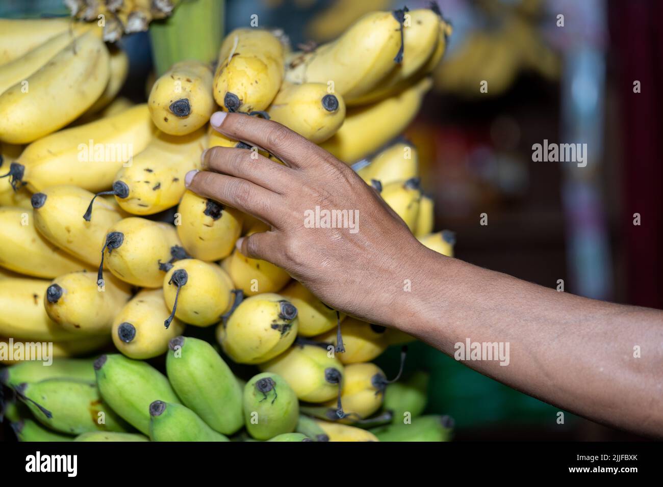 Banana cavendish gialla in mano Foto Stock