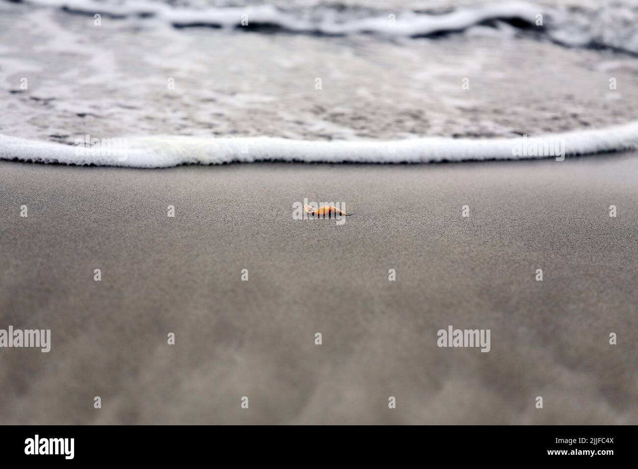 conchiglia singola di fronte all'acqua sulla spiaggia Foto Stock
