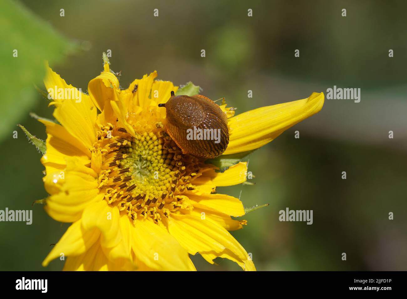 Slug (Arion rufus) o Slug (Arion vulgaris), famiglia Roundback Slug (Arion vulgaris). Alimentazione su un girasole comune (Helianthus annuus) Foto Stock