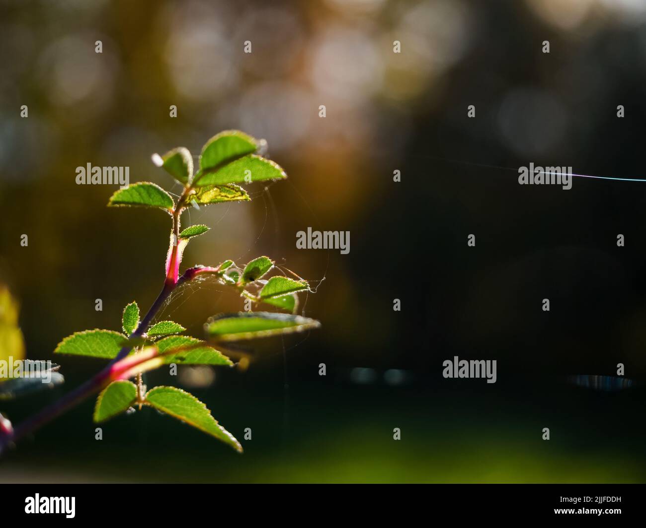 piccolo ramoscello di rosa con foglie verdi e ragnatela, foto ravvicinata con luce solare retroilluminata con spazio copia. bellissima immagine della natura. verde astratto Foto Stock