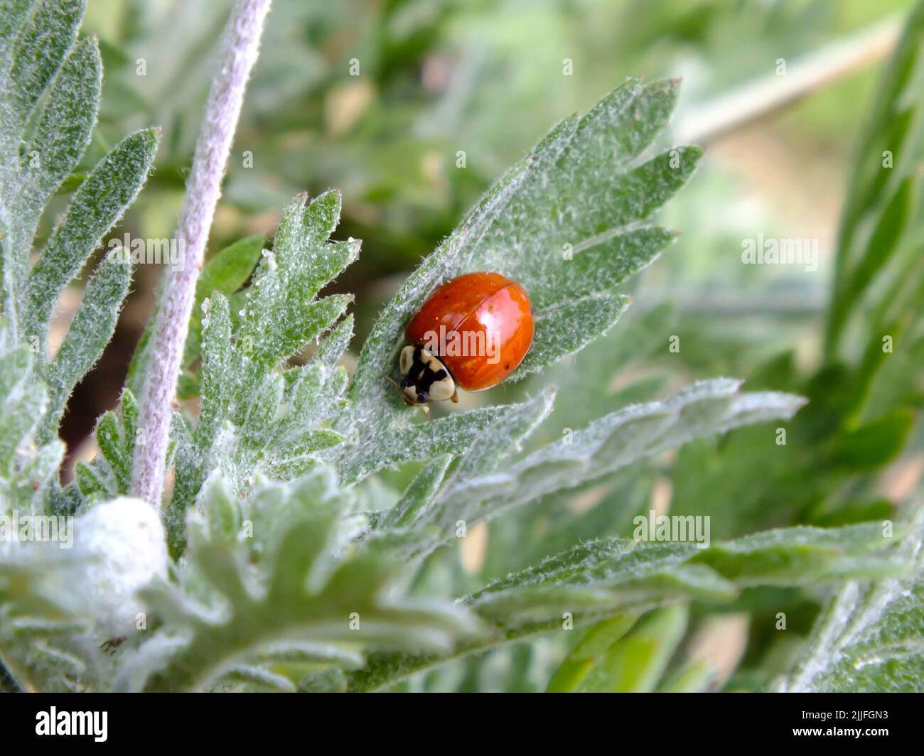 Ladybug rosso su una foglia verde, primo piano di un ladybug con sfondo sfocato verde, scarabeo ladybird, foto di insetti macro Foto Stock