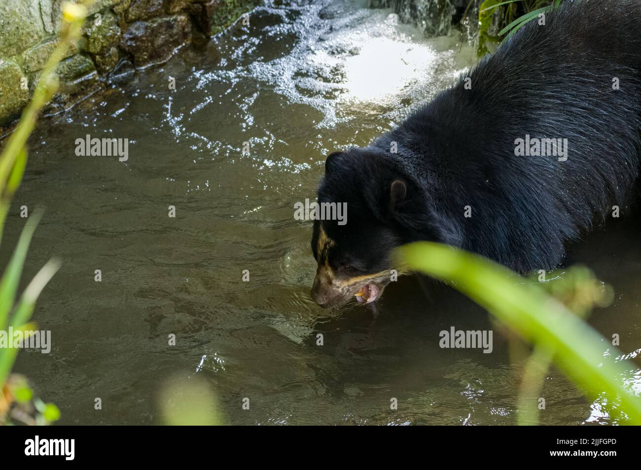 Un orso andino prigioniero, noto anche come un orso spettacolare che gioca in acqua allo zoo. Foto Stock