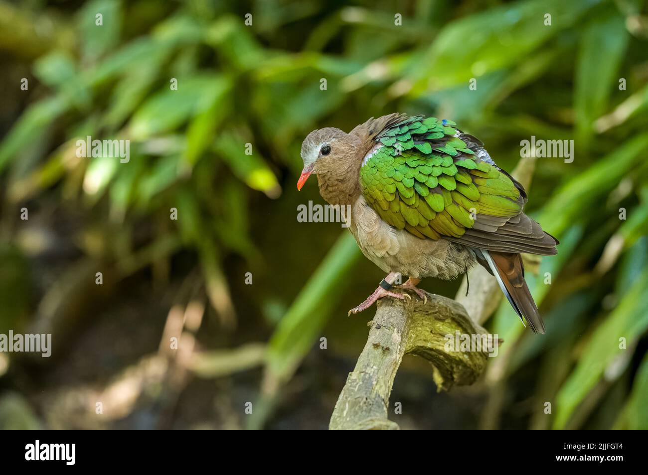 Una colomba smeraldo comune prigioniera, Chalcophophy indica anche chiamato colomba smeraldo asiatico allo zoo di Jersey. Foto Stock