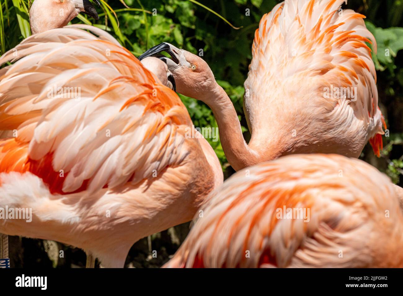 Un flamingo cileno prigioniero, Fenicotterus chilensis al Jersey zoo. Un grande fenicottero nativo del Sud America. Foto Stock