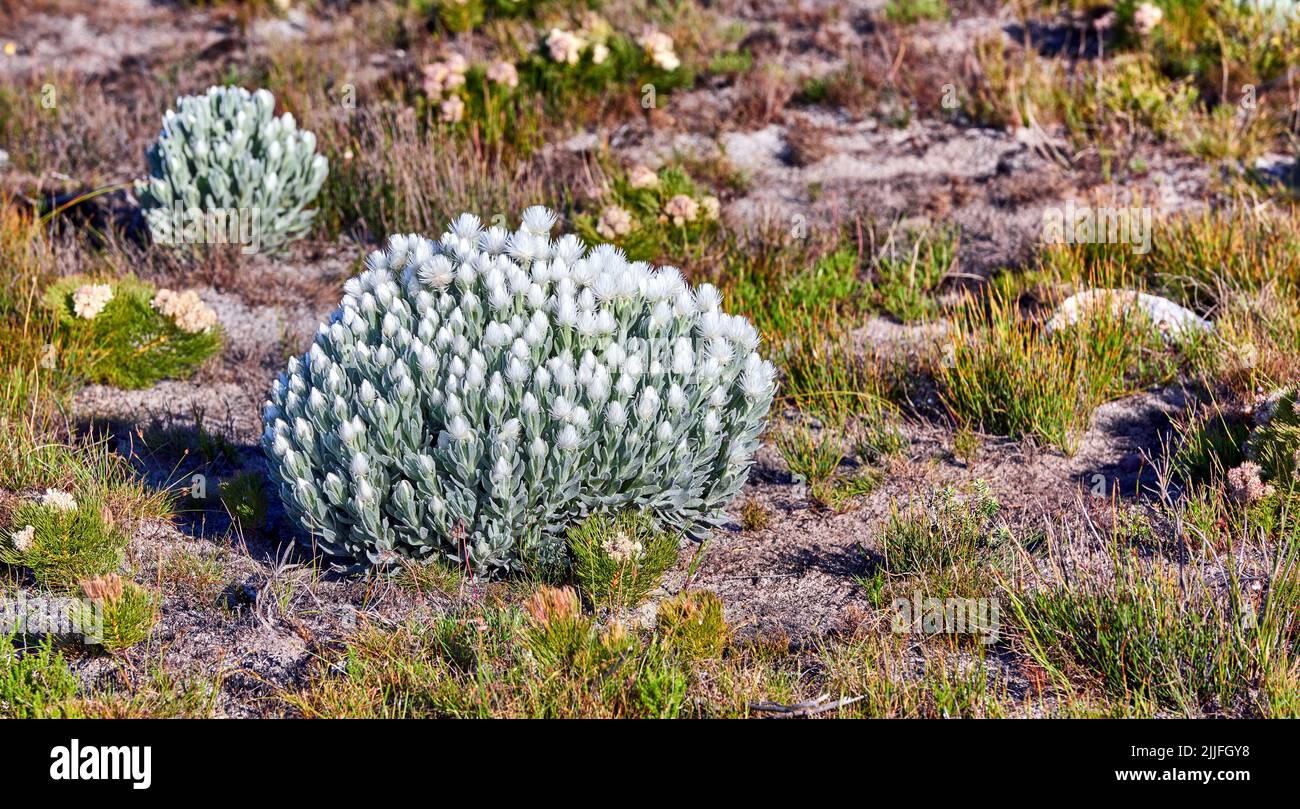 Sopra il colpo di sincarfa, o everlastings, che cresce fuori nel loro habitat naturale. La vita vegetale e la vegetazione crescono e prosperano su una montagna Foto Stock