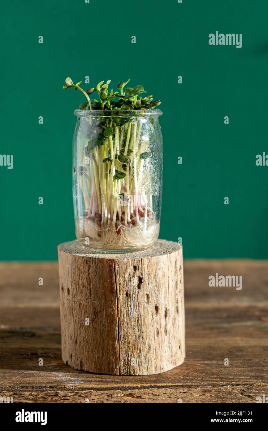 Coltivazione di micro verde. Vasetti di vetro con germogli di erba medica, ravanelli, lattuga, cavolo su sfondo ligneo. Semi germinanti per alimenti vegani eco. Giardinaggio domestico. Concetto organico. Fattoria urbana. Microgreen. Foto Stock