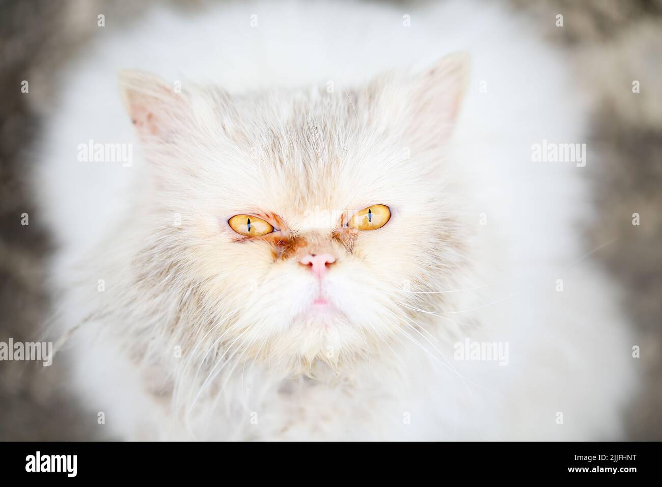 Primo piano ritratto di un abbandonato, miserabile e sporco gatto persiano bianco con occhi gialli belli, molto tristi, guardando fino alla macchina fotografica e implorando fo Foto Stock