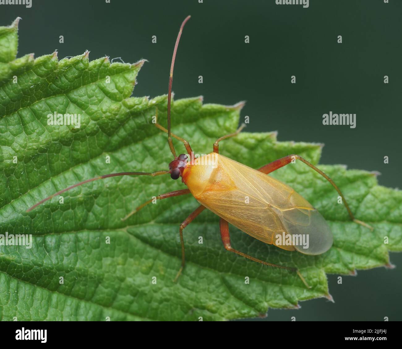 Tenero adulto Adelphocoris setticornis errore mirid a riposo su foglia bramble Foto Stock