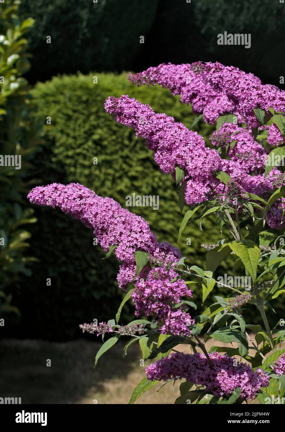 Fiori di Buddleia, Galles Foto Stock