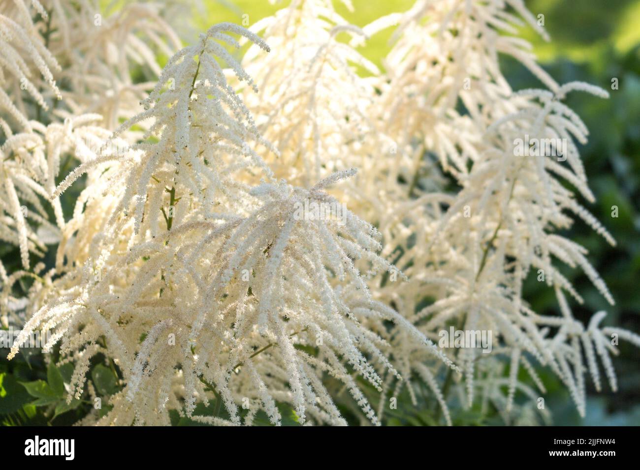 Astilba, fiorente nel parco. Sfondo estivo con un fiore bianco. Bella scena naturale con fiori in fiore. Foto Stock