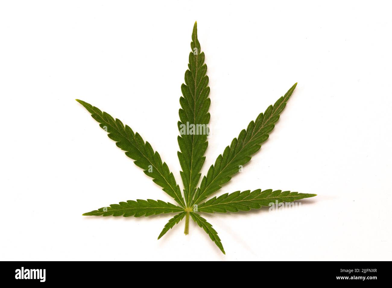 Primo piano di una cannabis su sfondo bianco Foto Stock