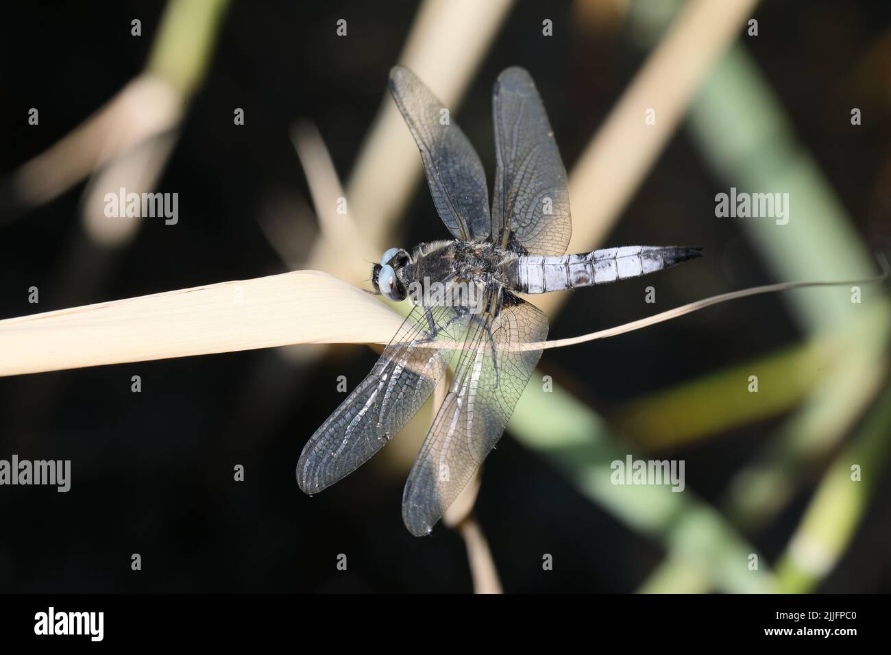 Gomma scarsa (Libellula fulva). Slåensø, Danimarca. Foto Stock