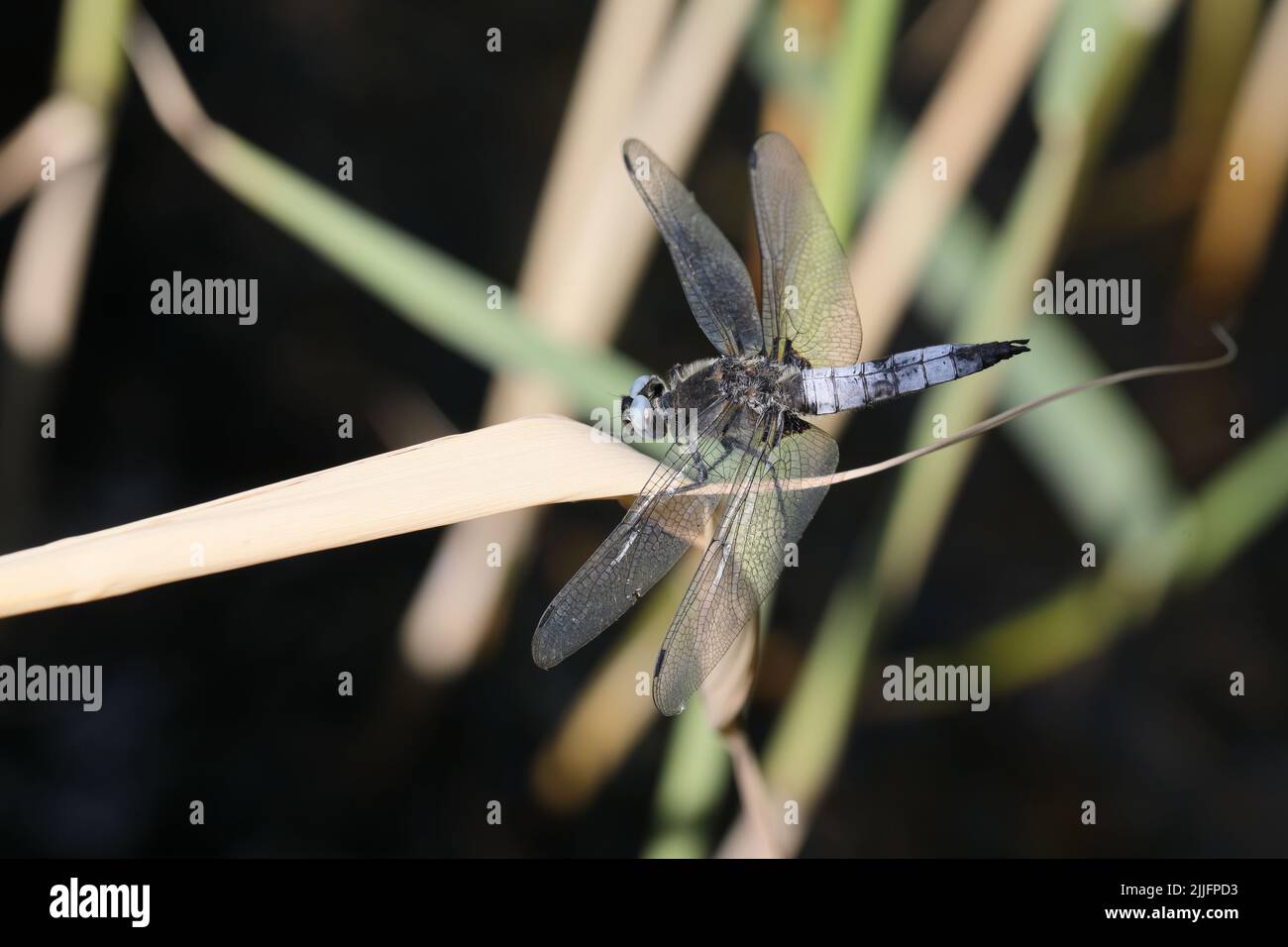 Gomma scarsa (Libellula fulva). Slåensø, Danimarca. Foto Stock