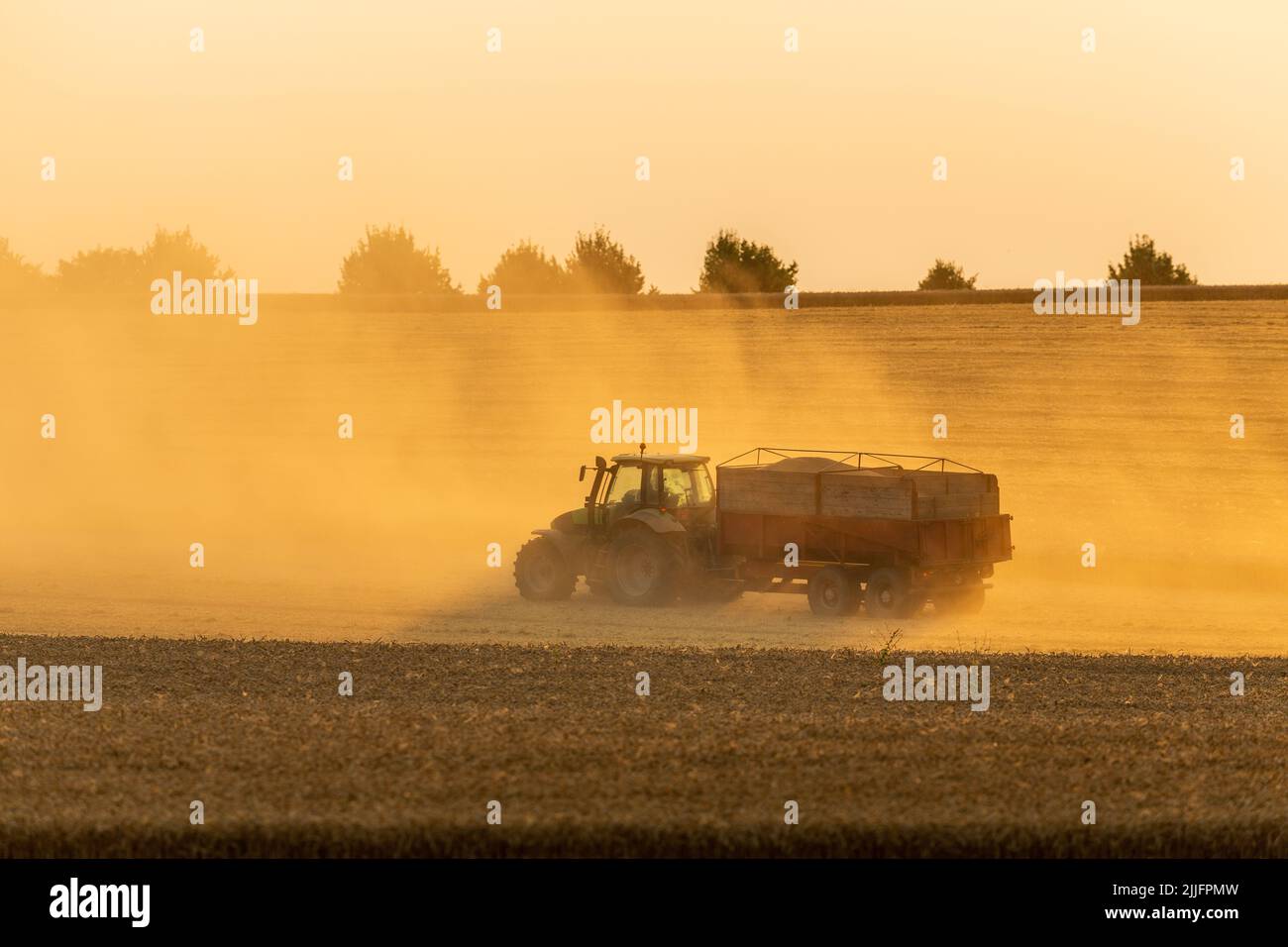 Raccolta del grano in corso, trattore con rimorchio per il carico. Il sole che illumina la polvere sollevata. Foto Stock
