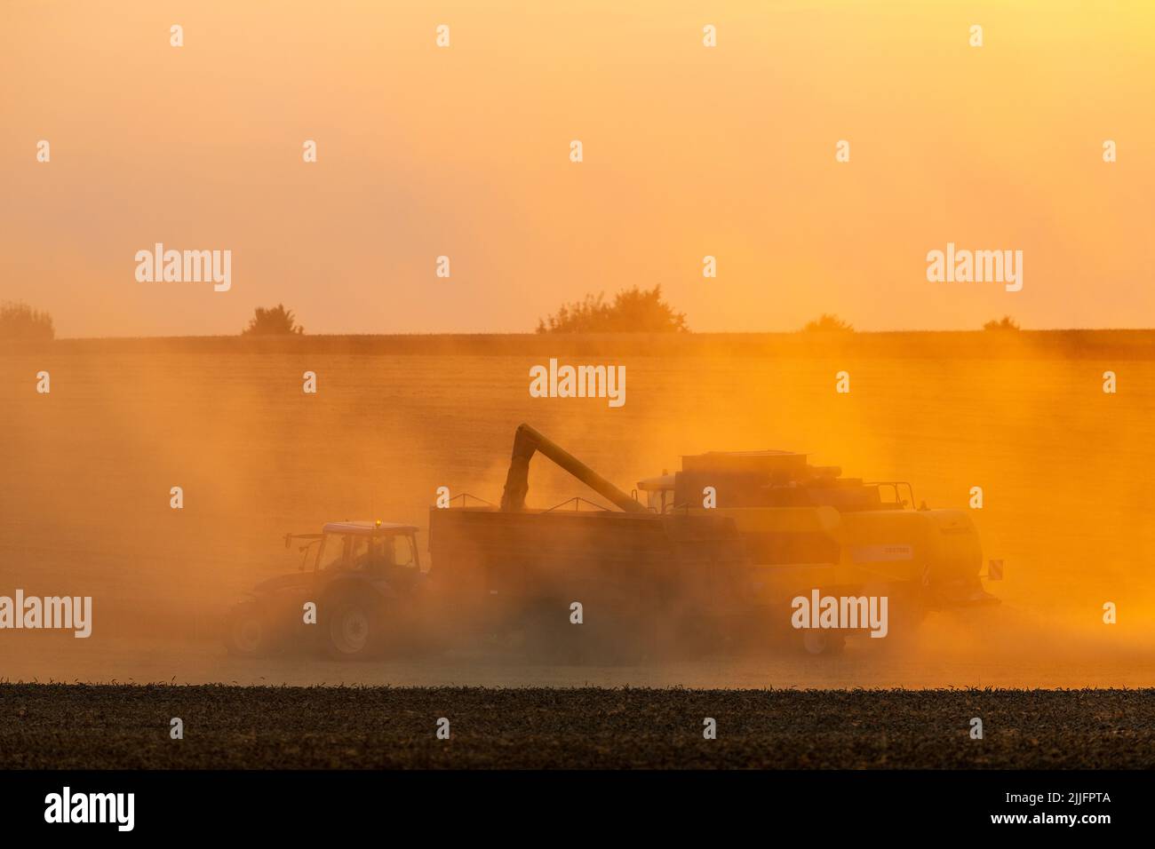 Raccolta del grano in corso con mietitrebbia. Il sole che illumina la polvere sollevata. Foto Stock