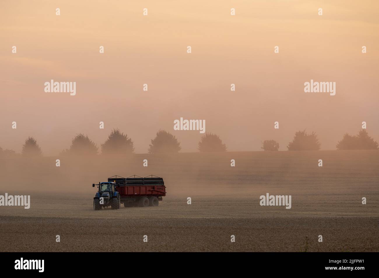 Raccolta del grano in corso, trattore con rimorchio per il carico. Il sole che illumina la polvere sollevata. Foto Stock