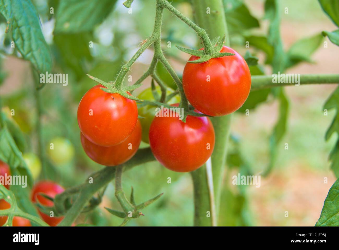 Frutta fresca dolce su un cespuglio di pomodori ciliegini per gustare crudo Foto Stock