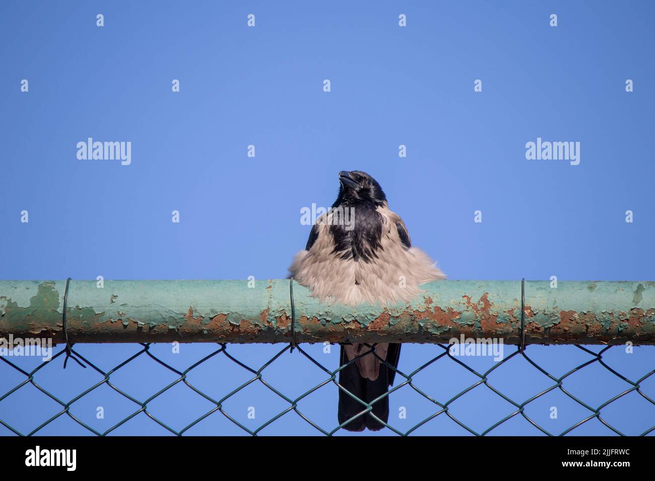 Corvo di Carrion (Corvus corone), la corvo è arroccata sulla recinzione in modo diverso. City ​​birds idea concetto. Uccello nero guardando la macchina fotografica. Nessuna gente. Foto Stock