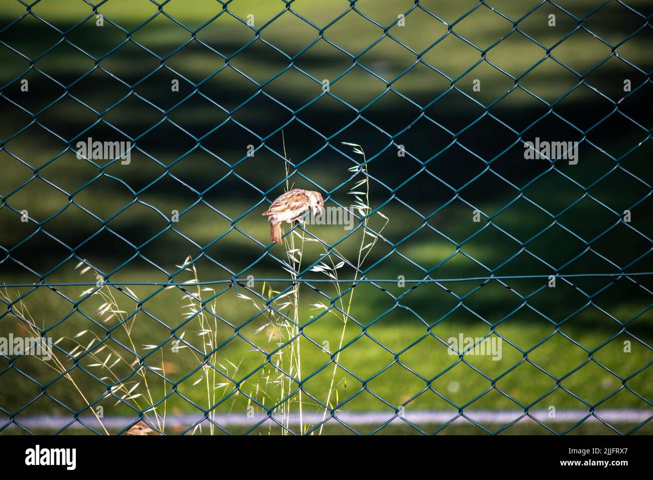 Sparrow isolato di fronte a sfondo verde naturale, piccolo passero seduto sulla recinzione o rete di filo. Idea di uccello concetto. Nessuna gente, nessuno. Foto Stock