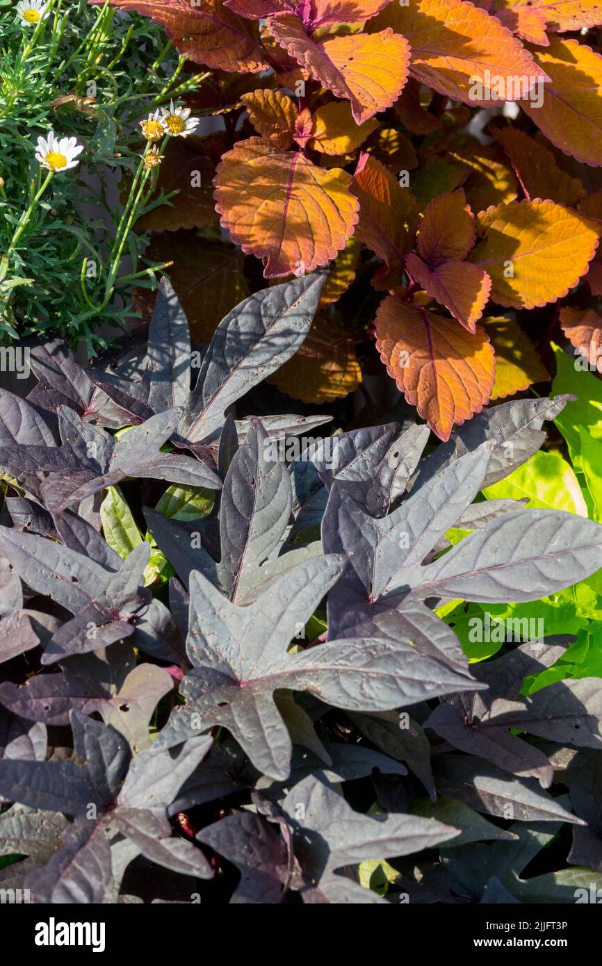 Ipomoea batatatas 'Blackie', Coleus, piante annuali, foglie a contrasto scuro, Mix piante estive Foto Stock