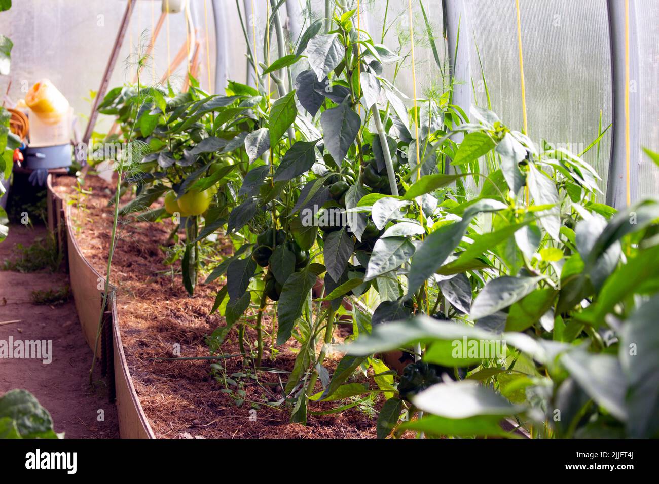 Giovani piante di peperoni maturano in estate Foto Stock