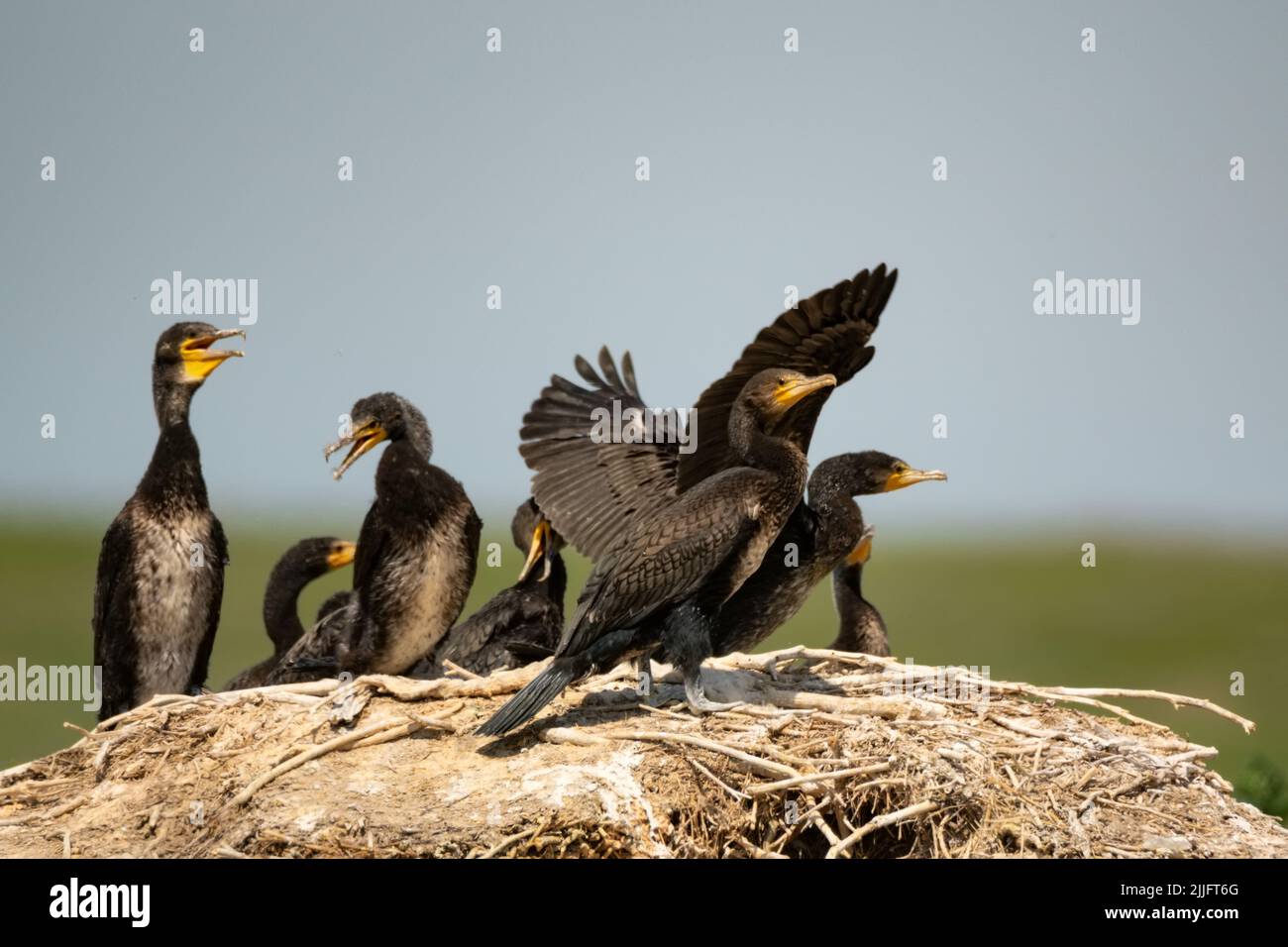 Gruppo di grandi cormorani o carbo Phalacrocorax sui loro nidi. Colonia di allevamento Foto Stock