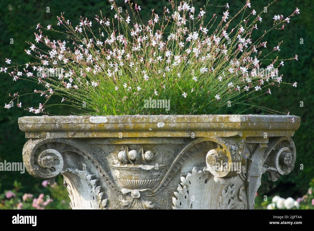 Oenothera lindheimeri, giardino con contenitore romanico, Gaura in vaso Foto Stock