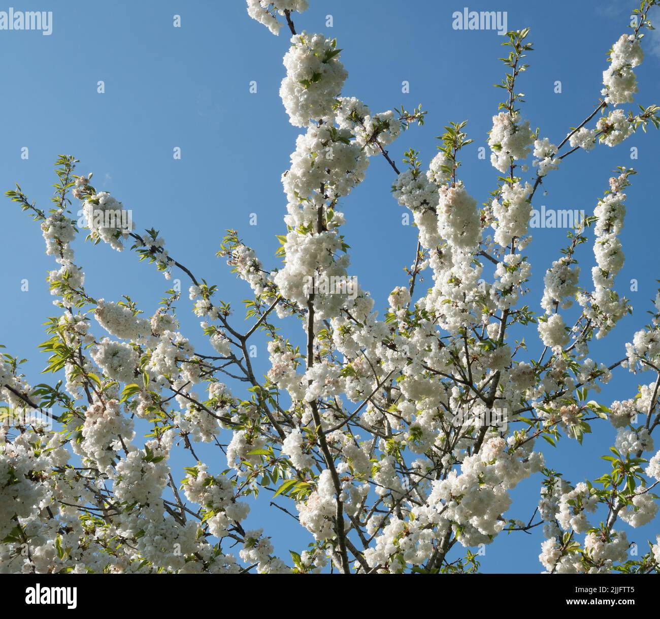Fiore di Ciliegio contro il cielo blu Foto Stock