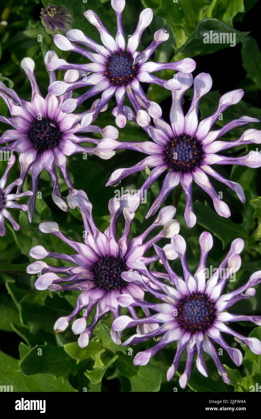 Daisy africano, Osteospermum Margarita 'White Spoon', Annual Plant, Blue Daisies, Osteospermum 'White Spoon' Cape Daisy Flowers Foto Stock