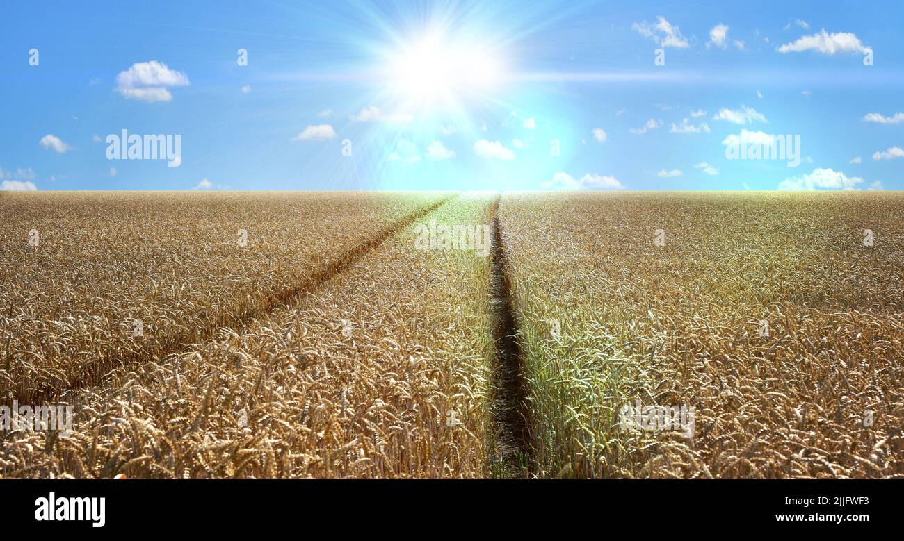 Grano campo grano raccolto panorama paesaggio agricoltura Foto Stock