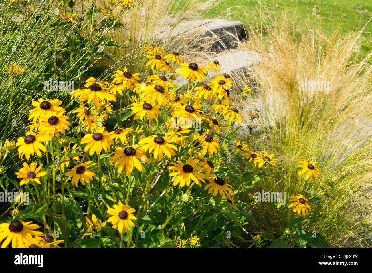 Susan con occhi neri, Goldsturm Rudbeckia a gradini del giardino, erba di Ponytail Foto Stock