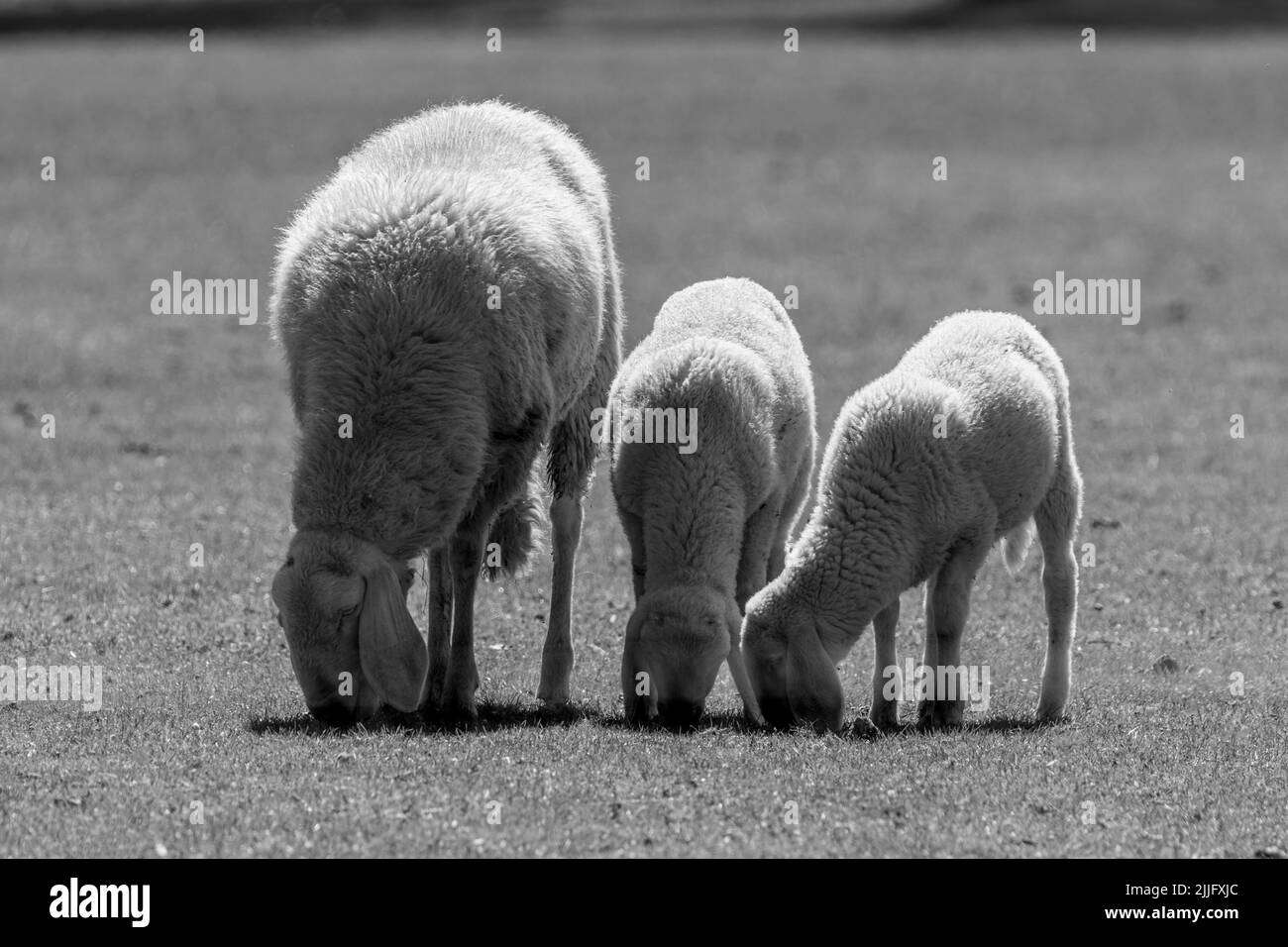 Vista ad angolo alto di pecore che mangiano. Bianco e nero Foto Stock