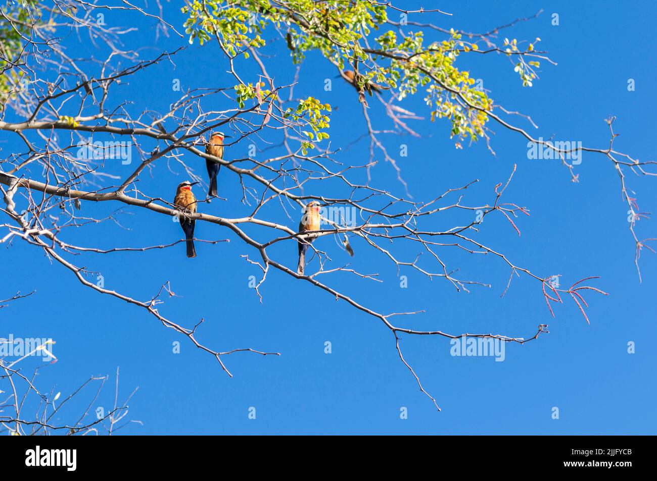 Apicologio, apicologio con fronte bianco su un ramo, Namibia Sud Africa. Foto Stock