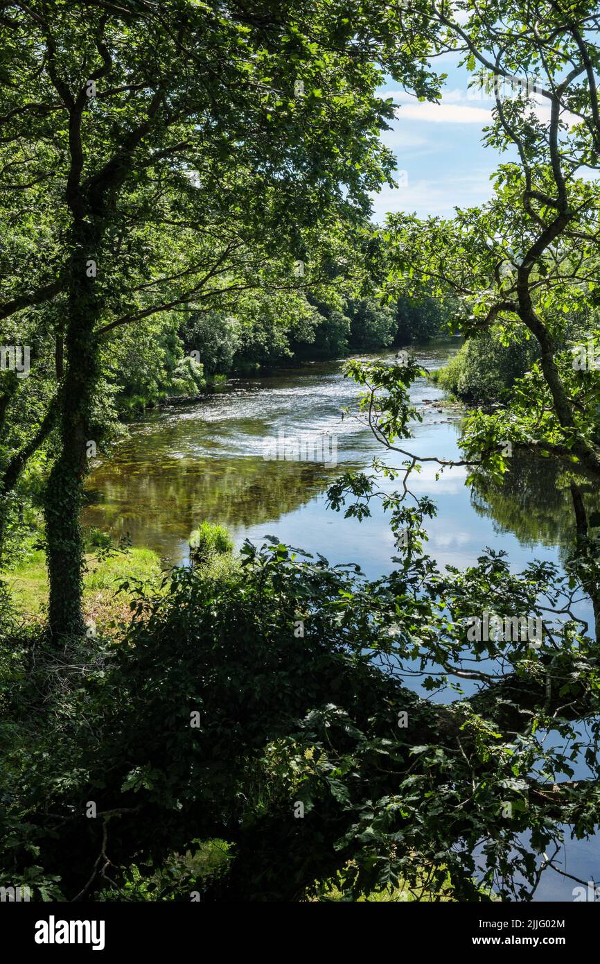 Il fiume Rheidol sotto il bacino di CWM Rheidol vicino Aberffrwd, Rheidol Valley, Cerediaion, Galles Foto Stock