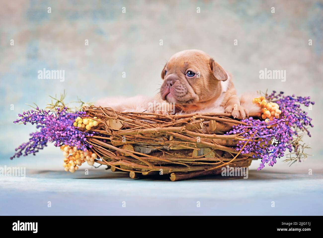 Cucciolo di cane Bulldog francese in nido d'animale decorato con fiori Foto Stock