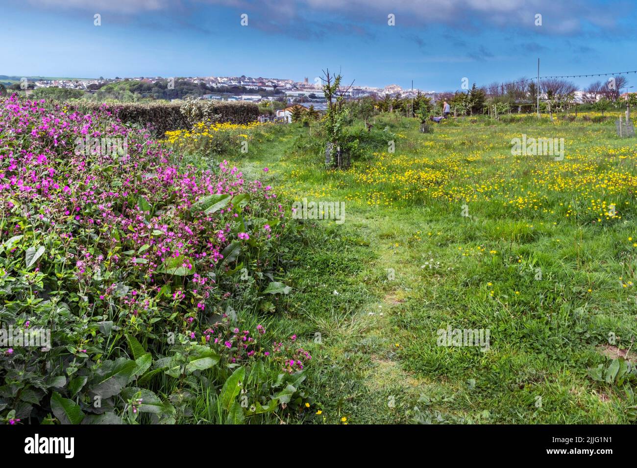 Fiori selvatici che crescono nel Newquay Orchard uno spazio creato dalla comunità per la comunità di Newquay in Cornovaglia nel Regno Unito. Foto Stock