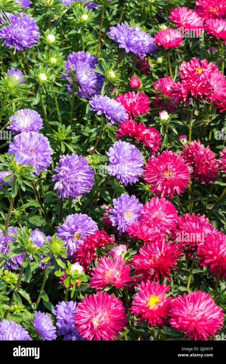 Estate biancheria da letto piante Giardino fiore letto cinese Aster Callistephus chinensis mescolato Foto Stock