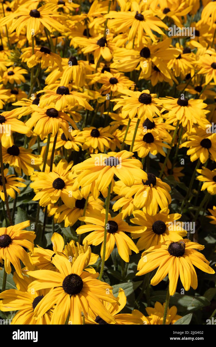 Bordo giardino di Rudbeckia giallo. Foto Stock