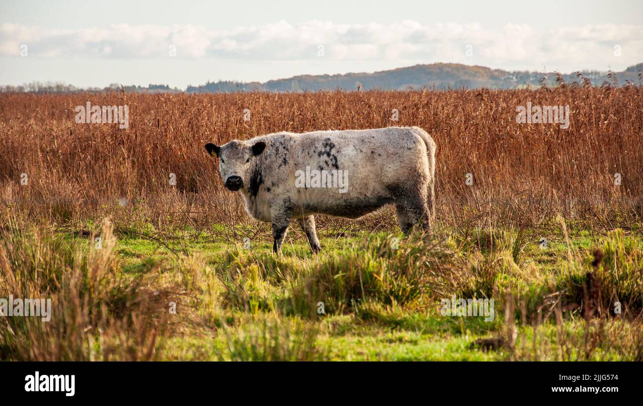 Mucche a Lille Vildmose, Danimarca. Køer i Lille Vildmose, Danmark. Foto Stock