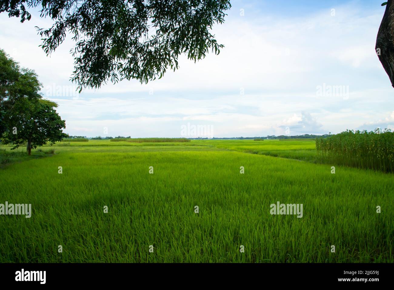 Bellissimi campi di riso verdi con cieli nuvolosi contrastanti Foto Stock