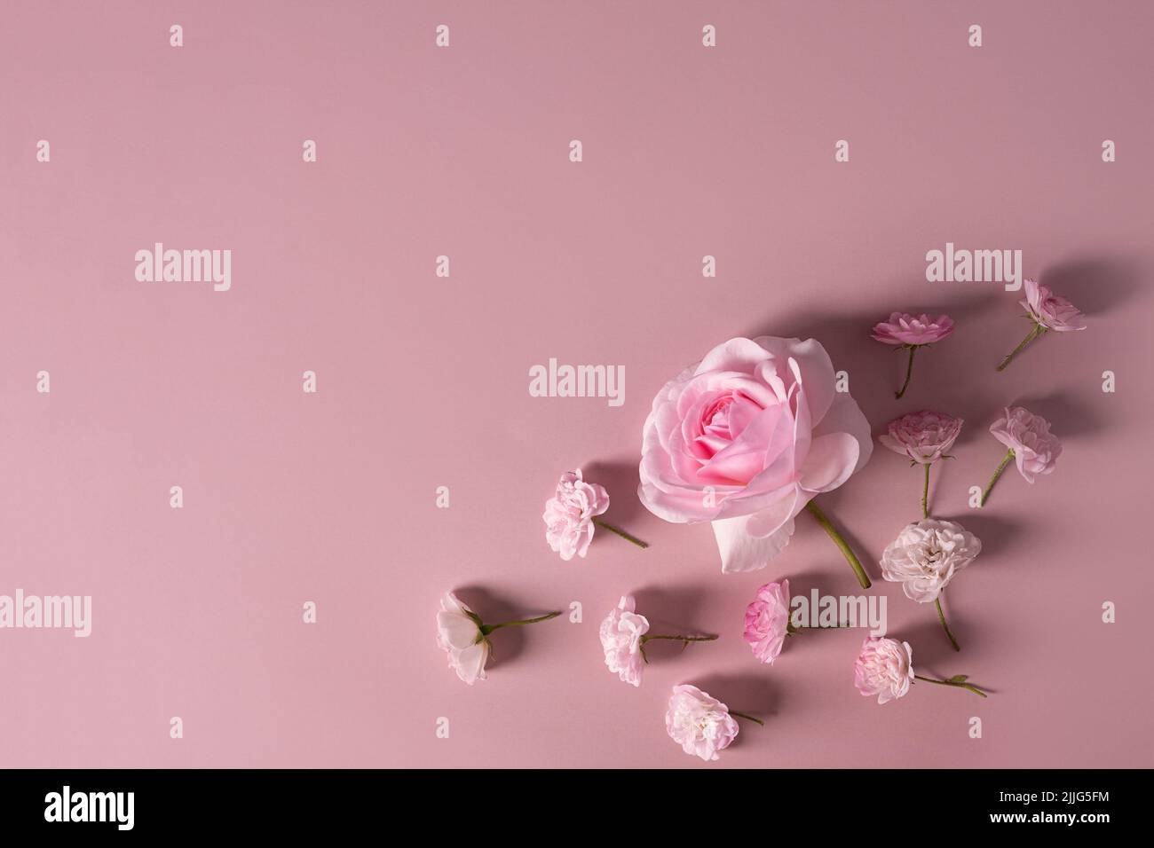 Modello per un romantico biglietto d'auguri con morbide rose rosa pastello su sfondo rosa. Cornice floreale di fiori rosa in fiore. Delicati fes. In fiore Foto Stock