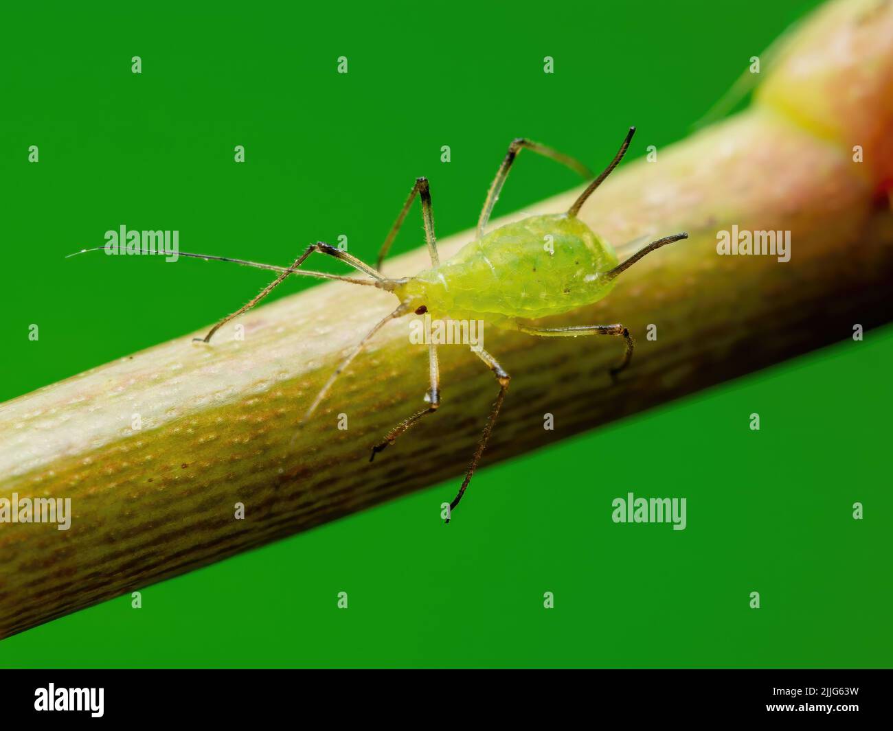 Primo piano su apide striscianti. Greenfly o Green apid Garden parassita insetto Pest Macro su sfondo verde Foto Stock