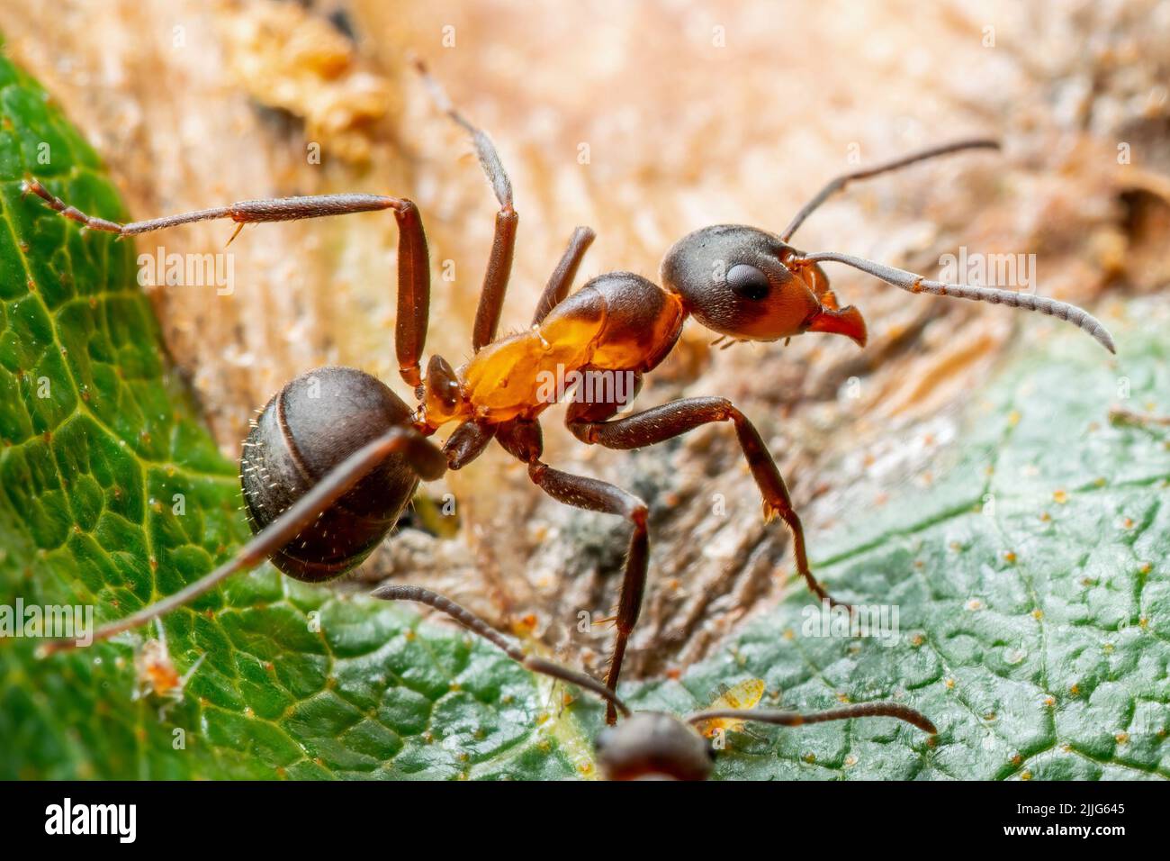 Red ANT Insect su Green Leaf Macro Foto Stock