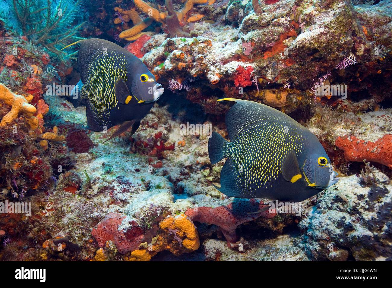 Angelfishes francese (Pomacanthus paru), in una barriera corallina dei caraibi, Roatan, Bay Islands, Caraibi Foto Stock