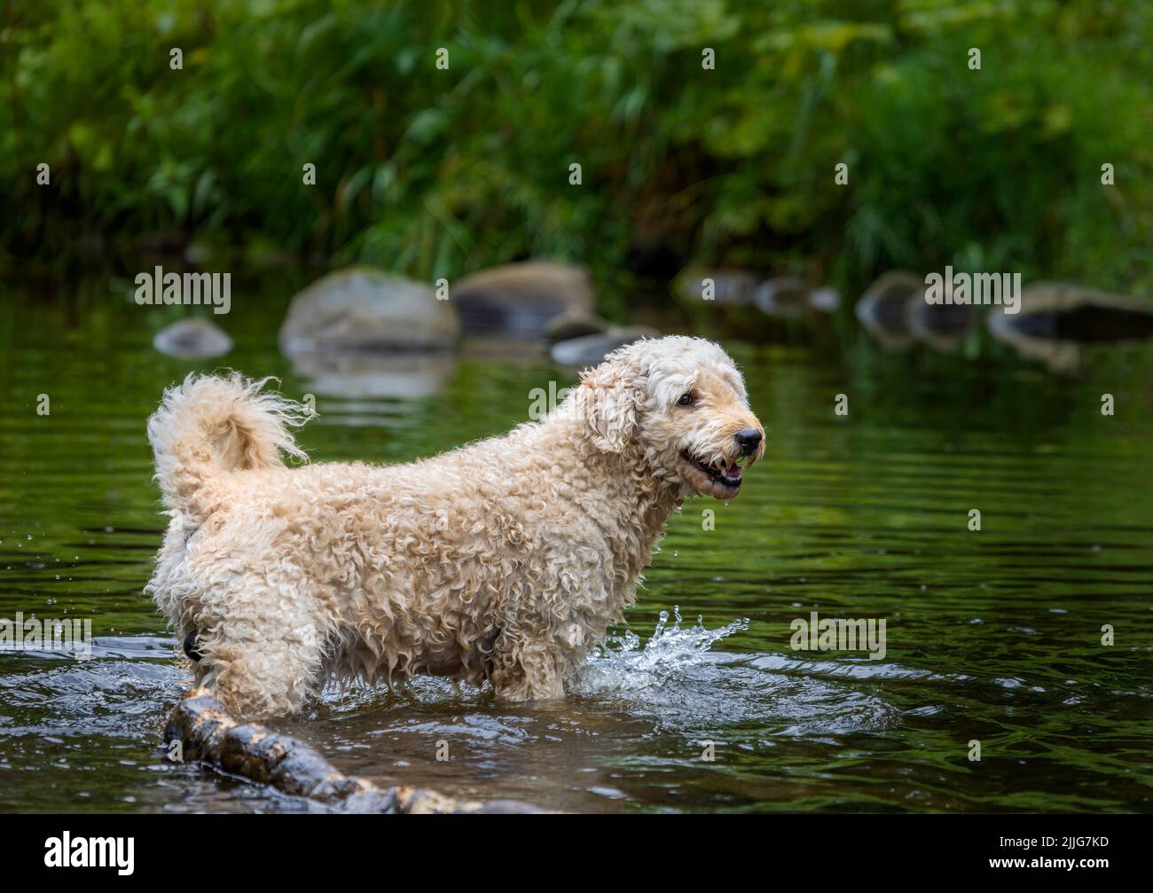 Un bellissimo cane Labradoodle color albicocca, che gioca felicemente in un fiume poco profondo nel Lancashire, Regno Unito Foto Stock